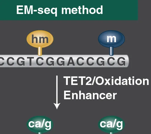 Cropped thumbnail of mechanism graphic showing EM-seq method