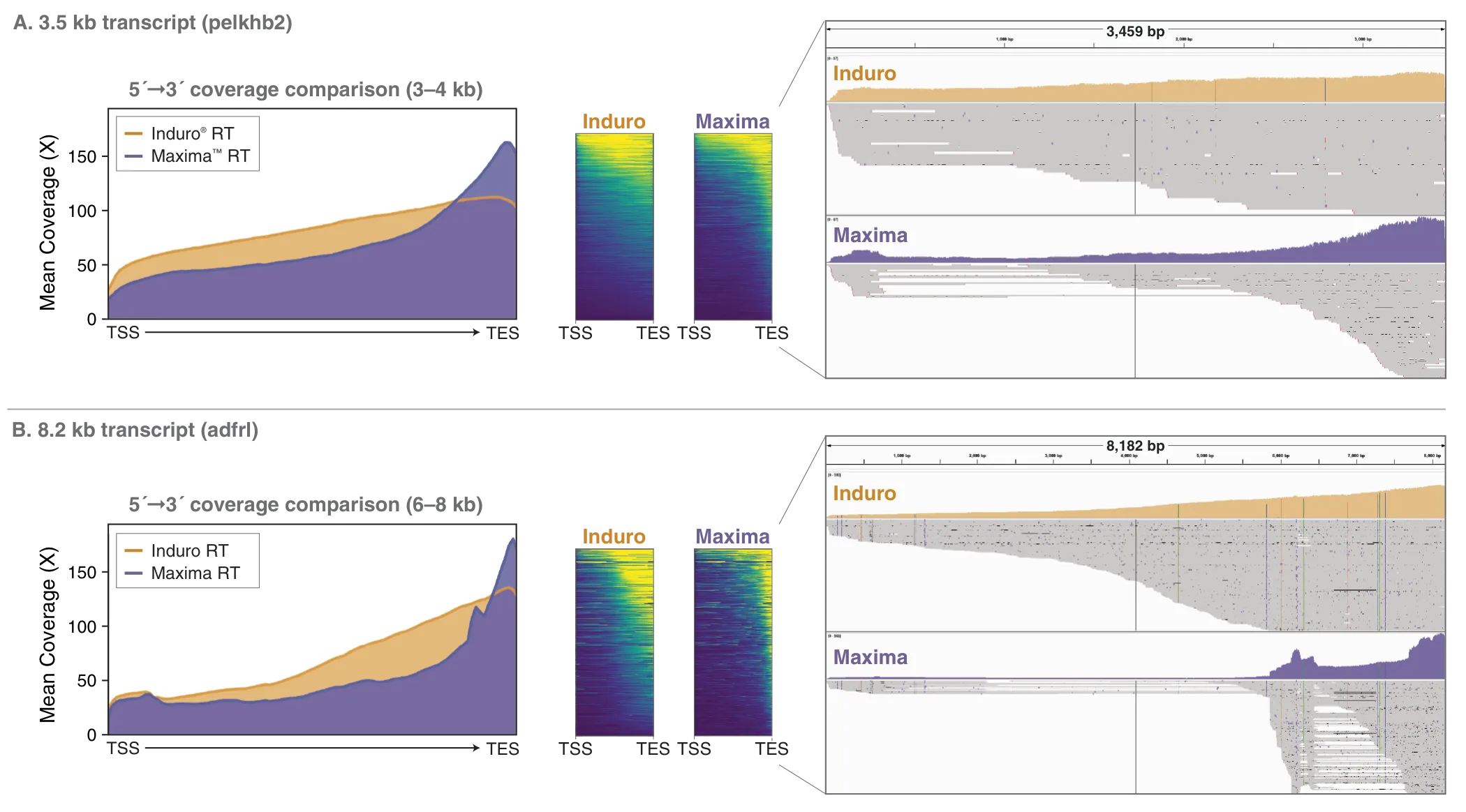 Coverage maps depicting Induro® Reverse Transcriptase producing cDNA libraries with longer transcripts