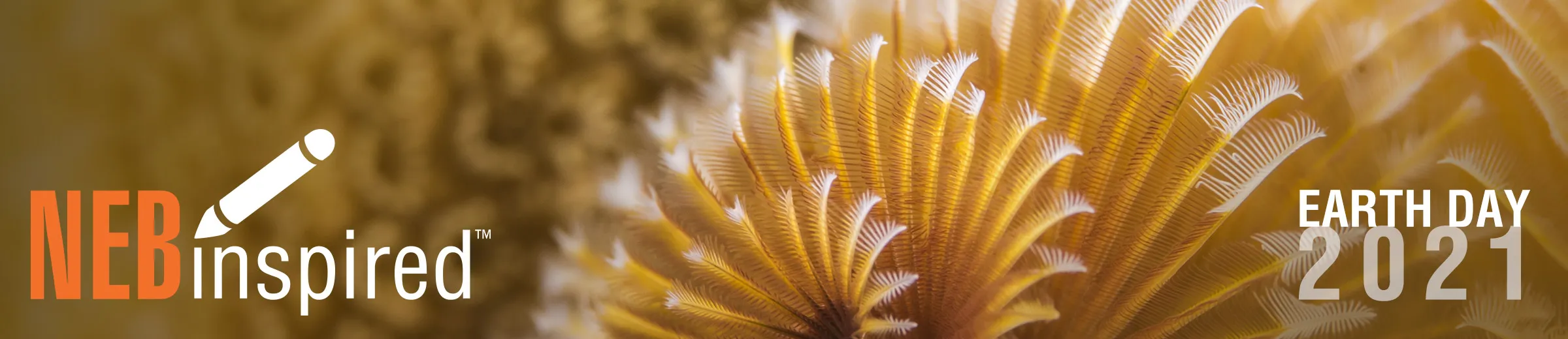 Photo of sea life to represent marine biodiversity, with NEBinspired logo