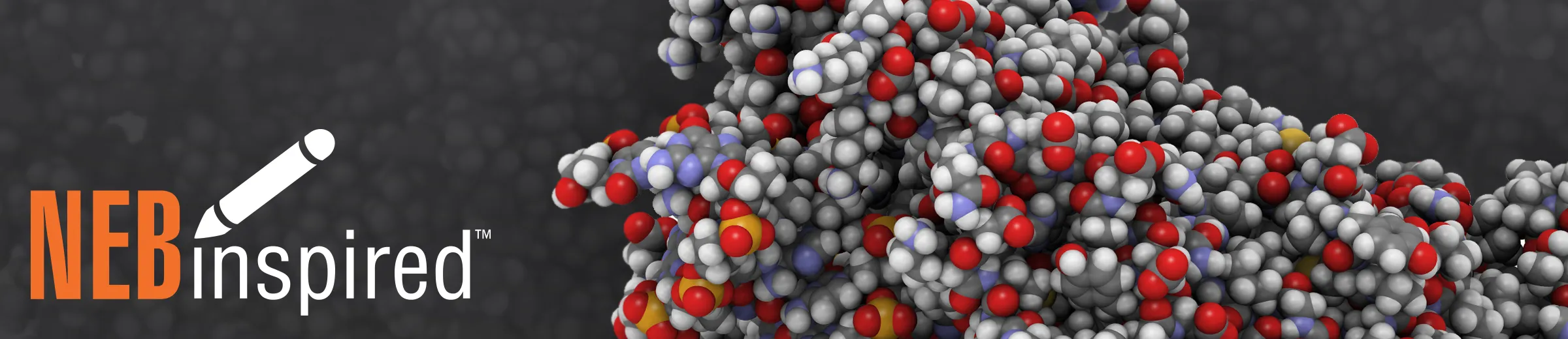 Space-filling model of T7 RNA polymerase bound to DNA and RNA, with NEBinspired logo