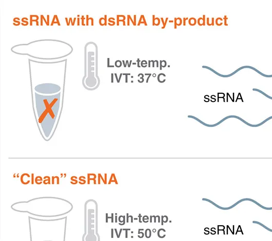 Thumbnail crop of graphic of RNY polymerase activity