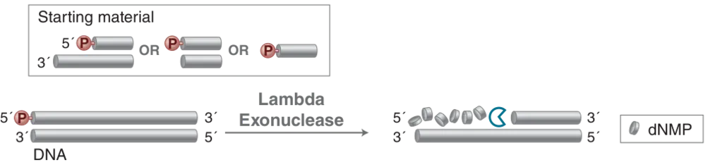 Mechanism of Lambda Exonuclease