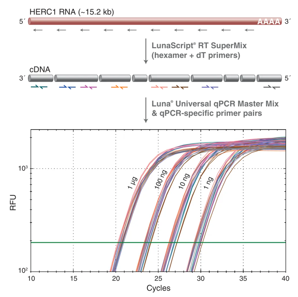 Diagram and qPCR curves depicting even coverage for long transcripts
