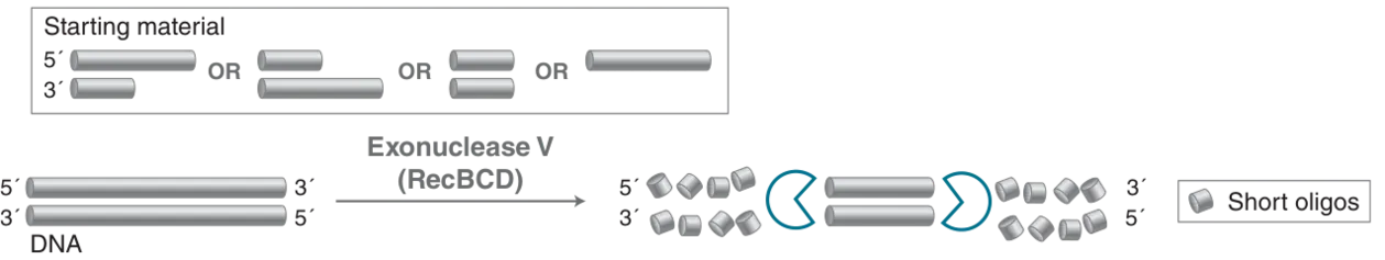 Mechanism of Exonuclease V (RecBCD)