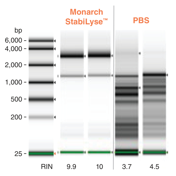 Gel depicting protection of RNA against degradation with Monarch StabiLyse™ DNA/RNA Buffer versus PBS