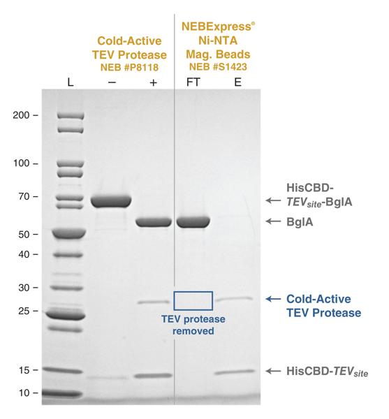 Gel depicting the removal of Cold-Active TEV Protease with NEBExpress® Ni-NTA Magnetic Beads
