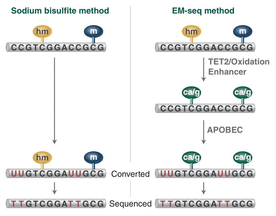 Comparison of workflow for sodium bisulfite method and EM-seq™ method
