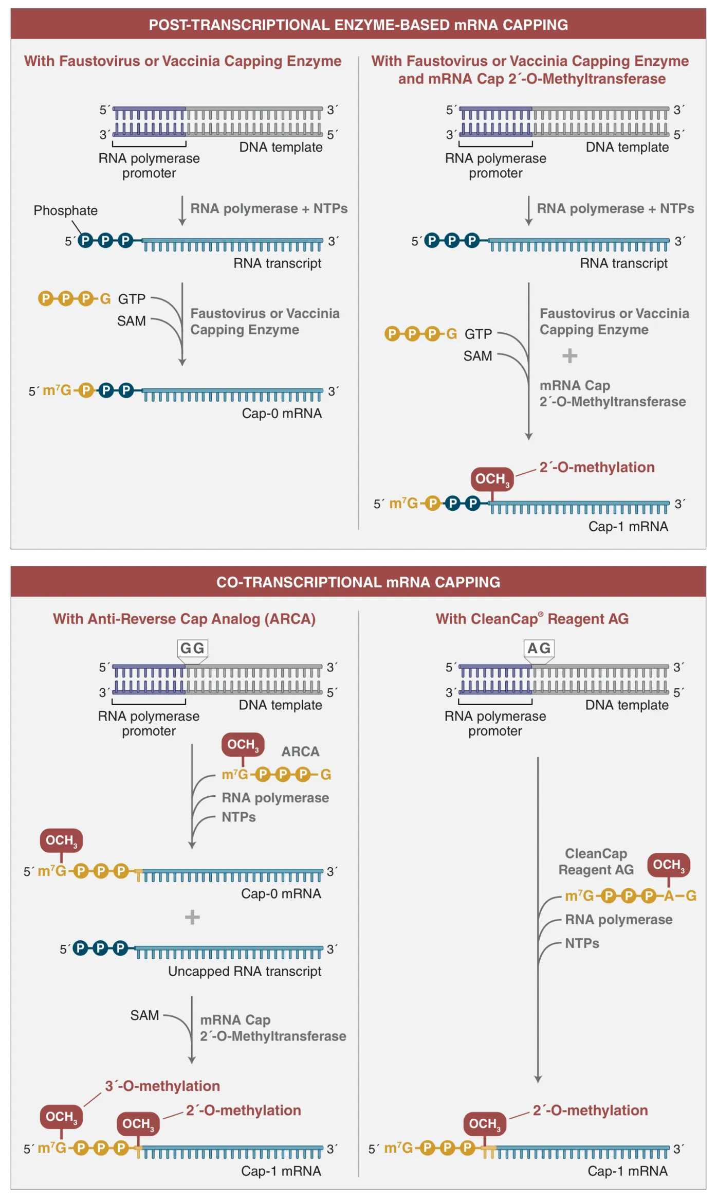 Graphic showing schematic representation of alternative mRA synthesis workflows