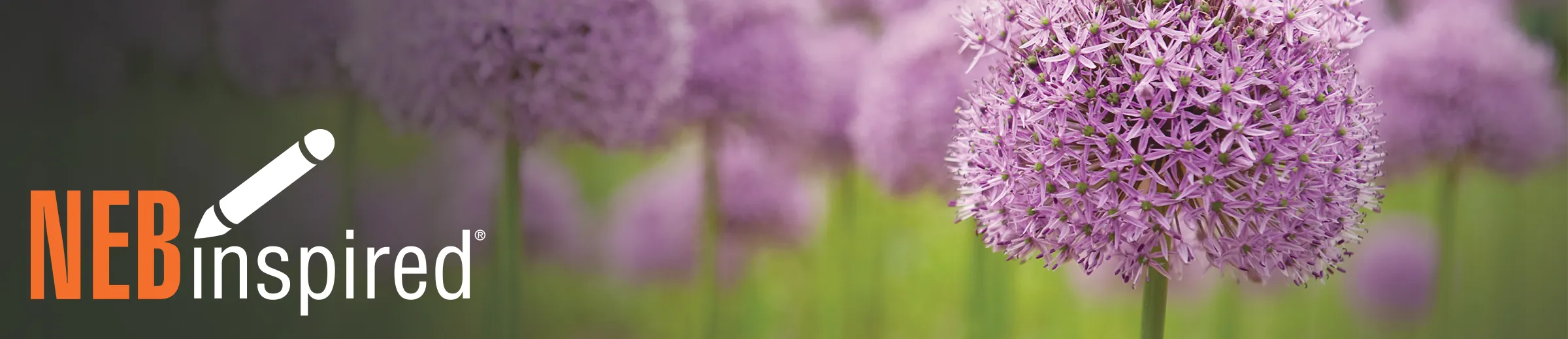 Purple giant allium flowers in a field, with NEBinspired logo