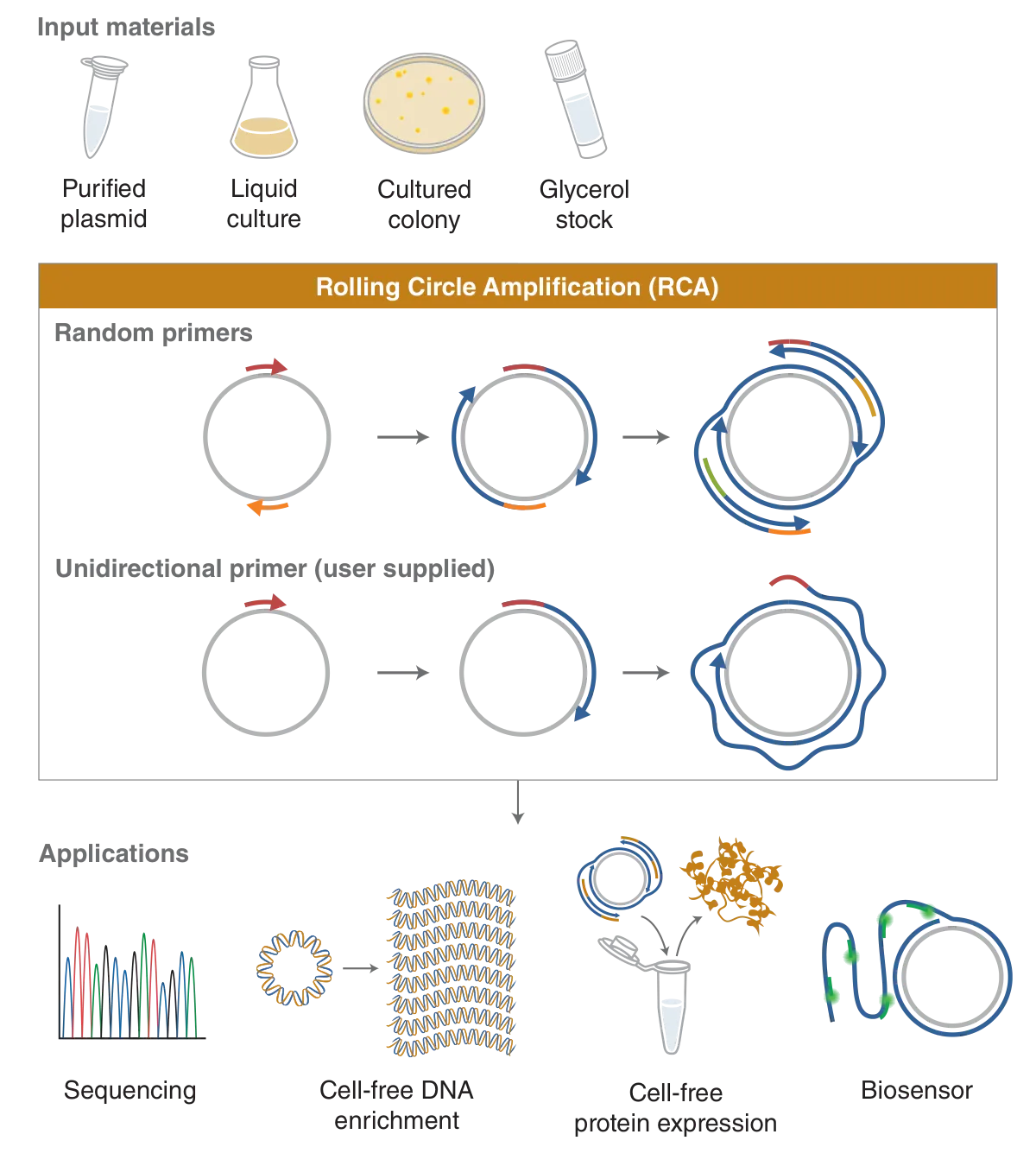 Overview of workflow and applications for the phi29-XT RCA Kit