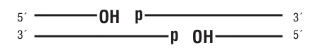 dsDNA substrate for ligase selection:5´ [ straight line ] OH   p [ straight line ] 3´3´ [ straight line ] p  OH [ straight line ]  5´