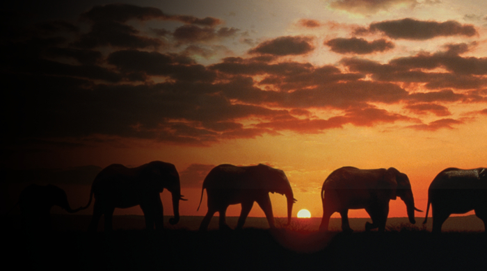Elephants walking at sunset