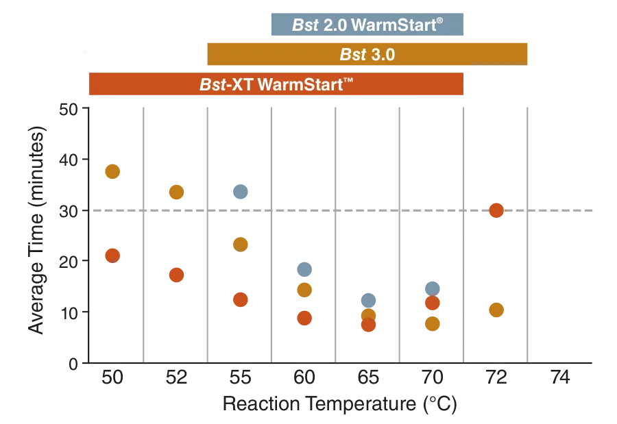 Bst-XT WarmStart™ DNA Polymerase | NEB