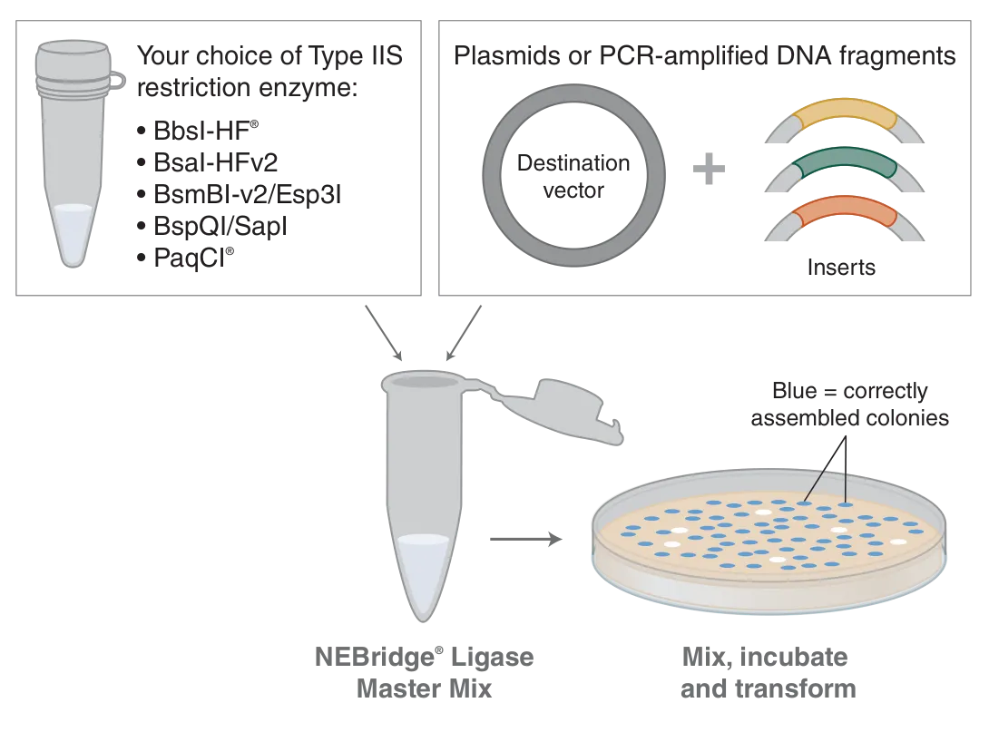 Workflow for NEBridge® Ligase Master Mix