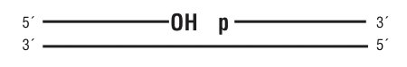 Nicked substrate for ligase selection:5´ [ straight line ] OH   p [ straight line ] 3´3´ [ straight line ] 5´