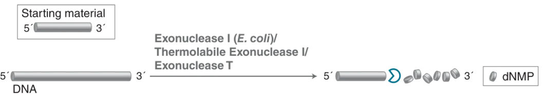 Exonuclease I (E.coli), Thermostable Exonuclease I, Exonuclease T mechanism