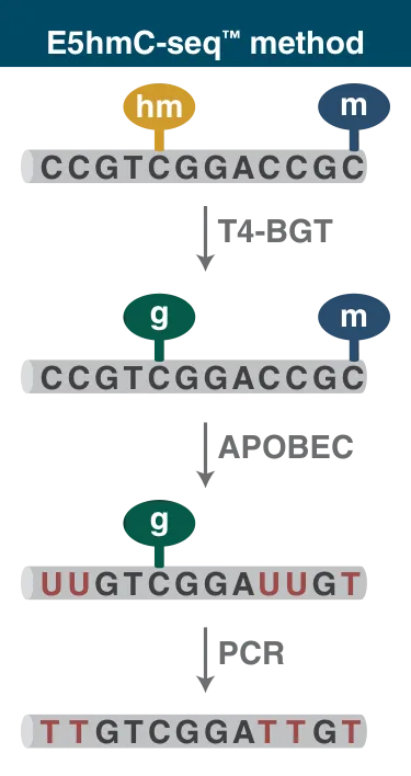 5hmC sequencing library prep for E5hmC-seq