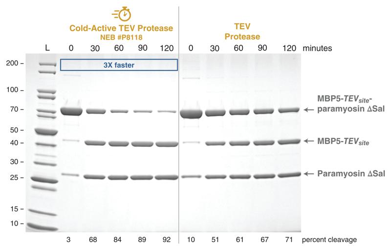 Gel depicting Cold-Active TEV Protease being 3X faster than TEV Protease