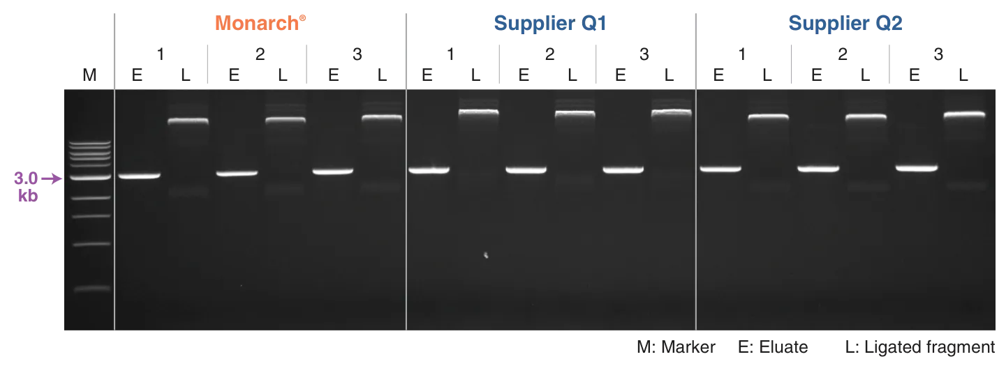 Gel photo showing high quality