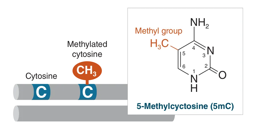 DNA methyltransferases can modify cytosine for assays or diagnostics