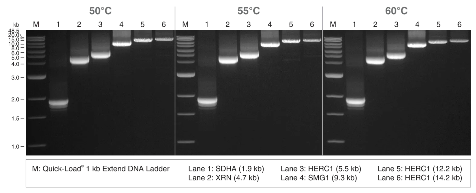 Gel depicting Induro® Reverse Transcriptase enabling long cDNA synthesis from complex human RNA
