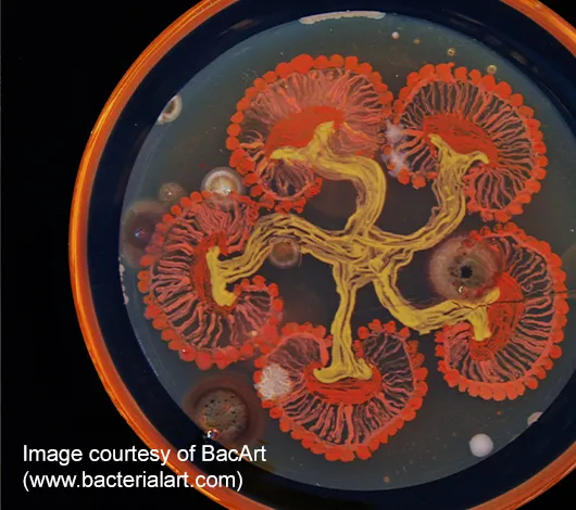 Closeup photo of colorful bacterial growth artwork in petri dish