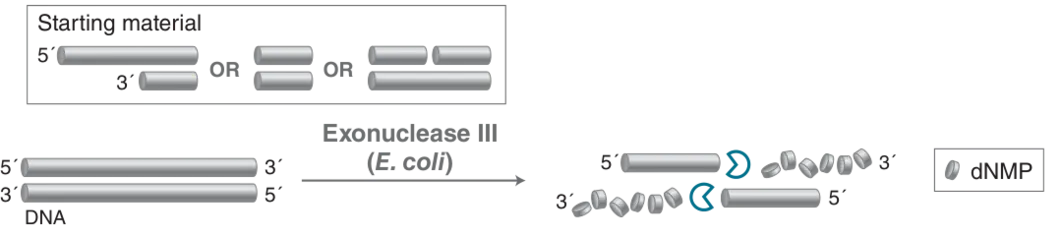 Mechanism of Exonuclease III (E. coli)