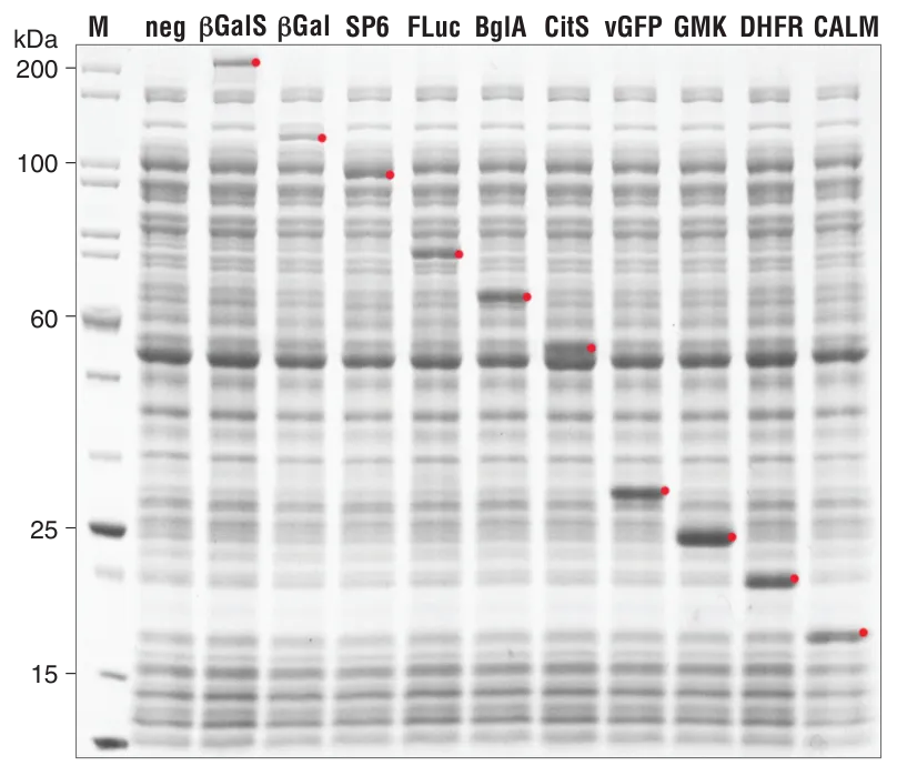 Gel comparing cell-free protein expression using the NEBExpress® Cell-free E. coli Protein Synthesis System