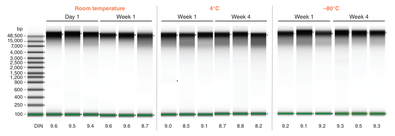 Gel depicting preservation of DNA integrity during tissue sample storage