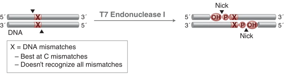 Mechanism of T7 Endonuclease I