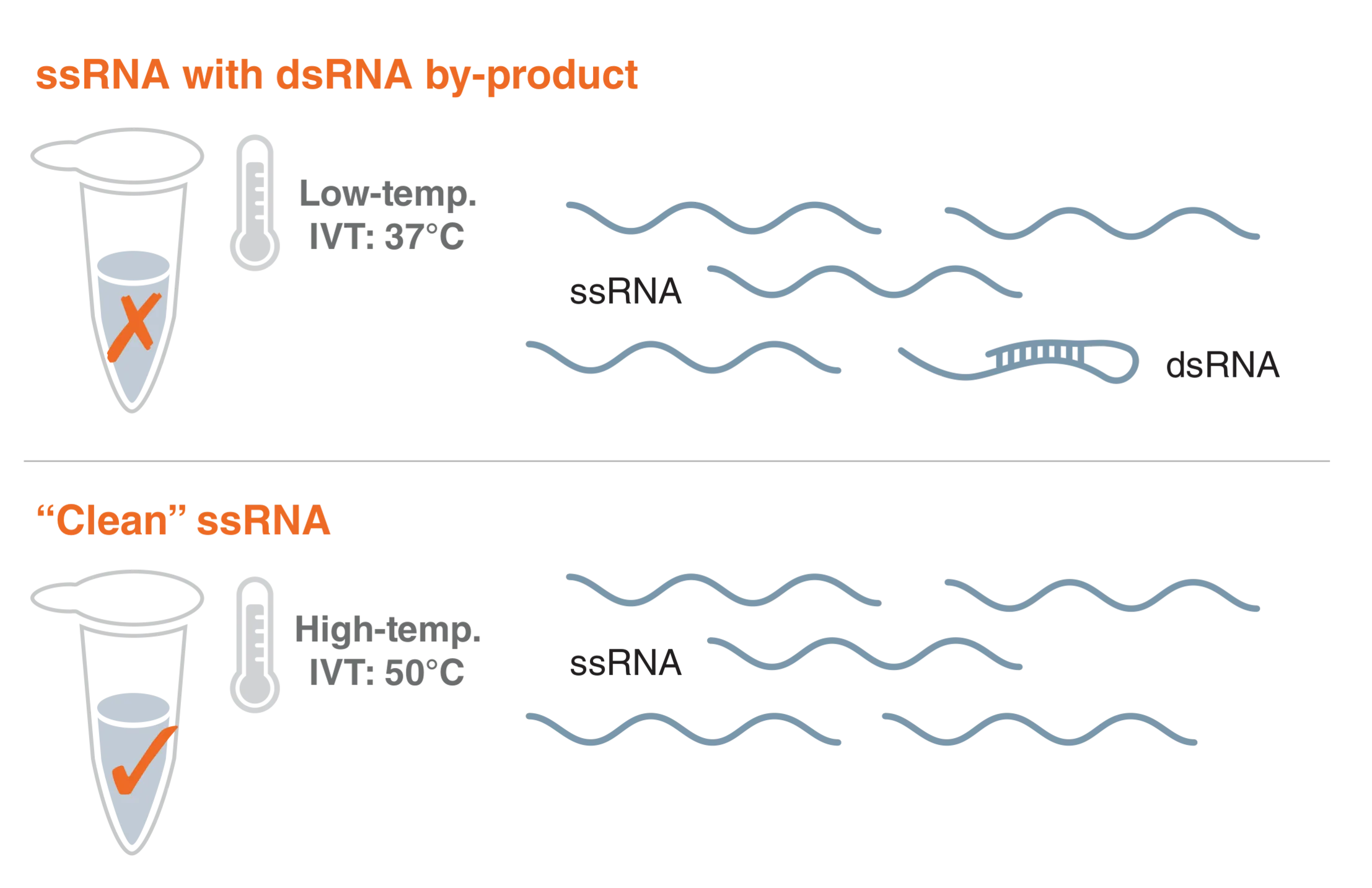 Diagram of ssRNA with dsRNA by-product, as compared to