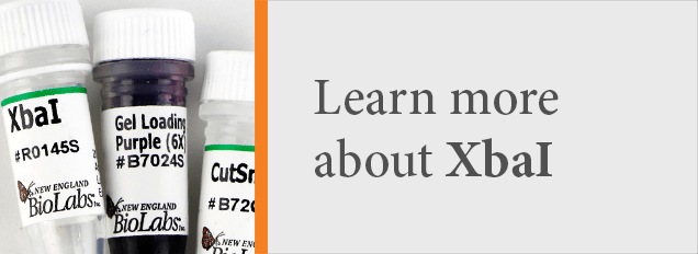 Call to action illustration for XbaI
