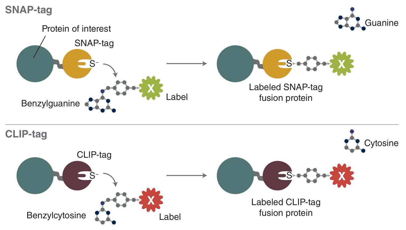 SNAP-tag and CLIP-tag mechanisms