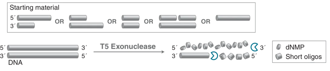 Mechanism of T5 Exonuclease