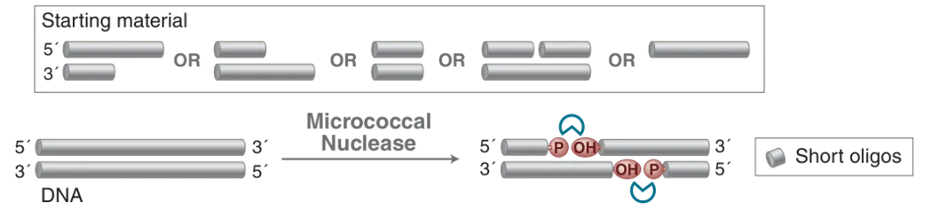Mechanism of Micrococcal Nuclease