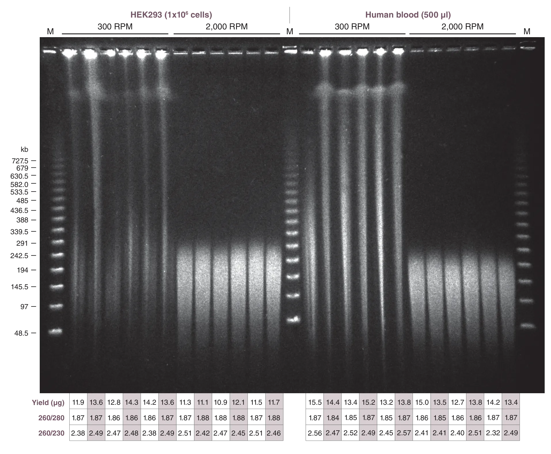 Gel photo showing cells blood reproducibility