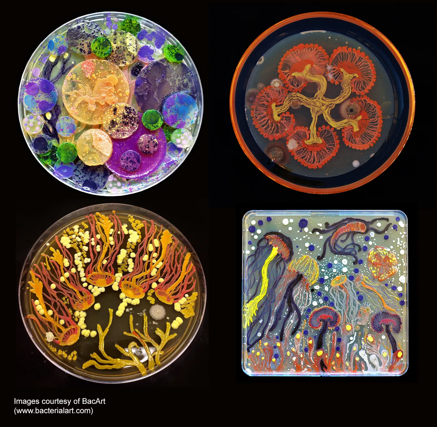 Four examples of colorful bacterial art in petri dishes