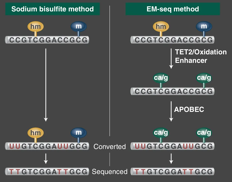 Graphic showing EM-seq method as compared to sodium bisulfite method