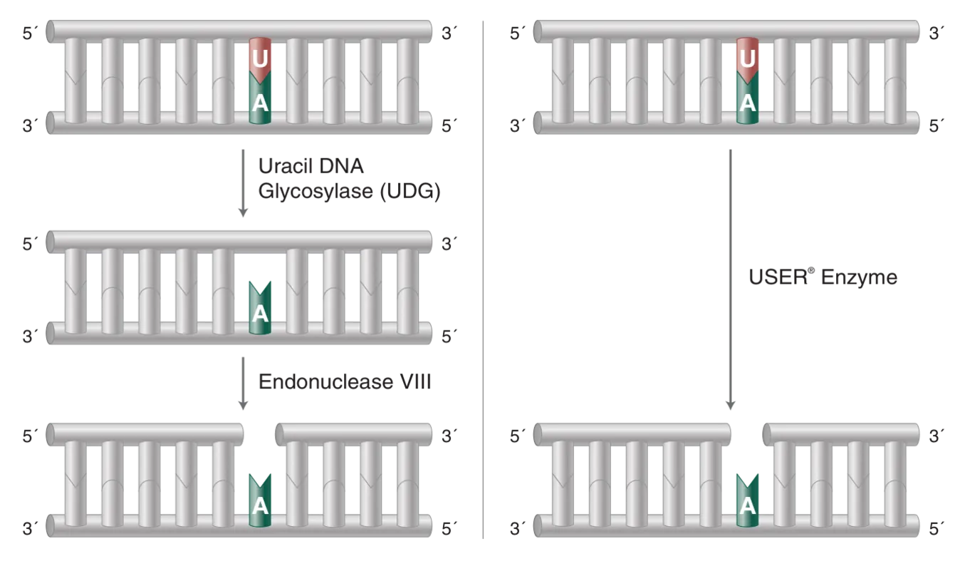 Workflow showing mechanism of USER enzyme as compared to Uracil DNA Glycosylase (UDG) and Endonuclease VIII