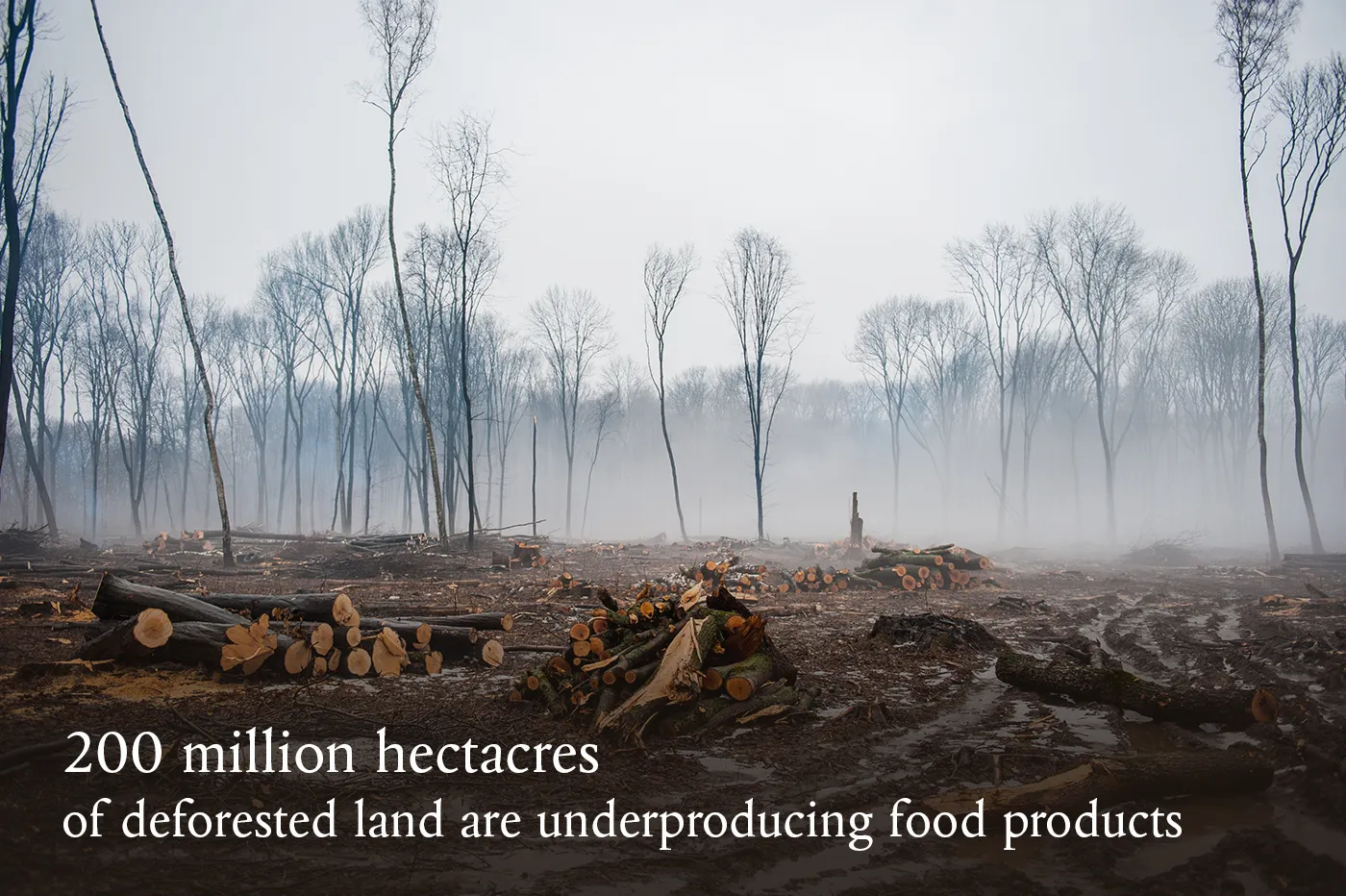 Deforestation, destruction of deciduous forests 
