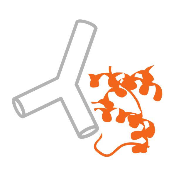 Antibody and protein icon