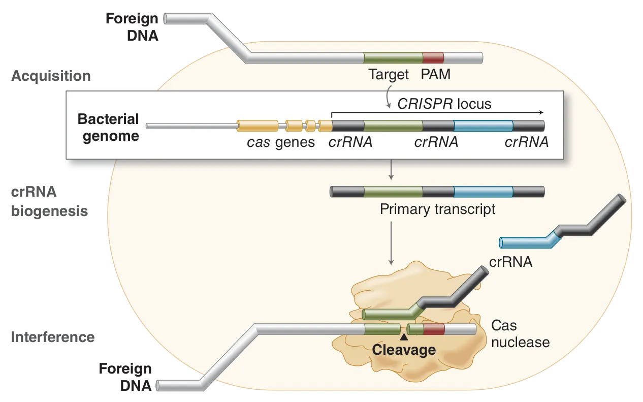 Infographic showing bacterial adaptive immunity