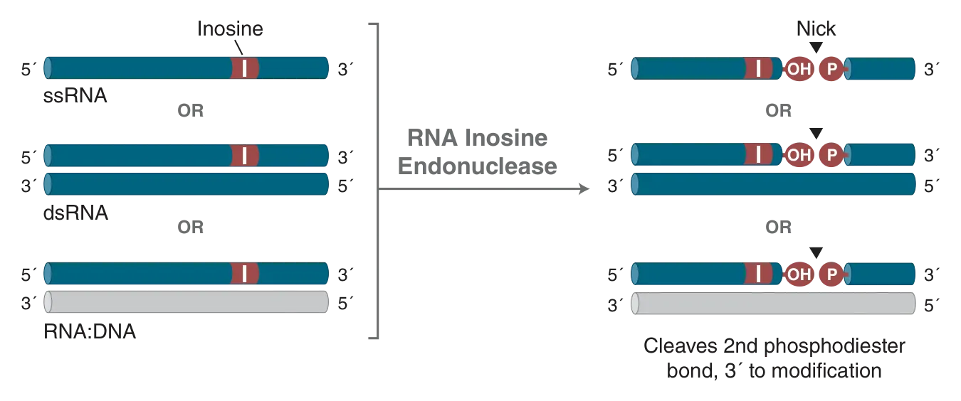 Mechanism of RNA Inosine Endonuclease
