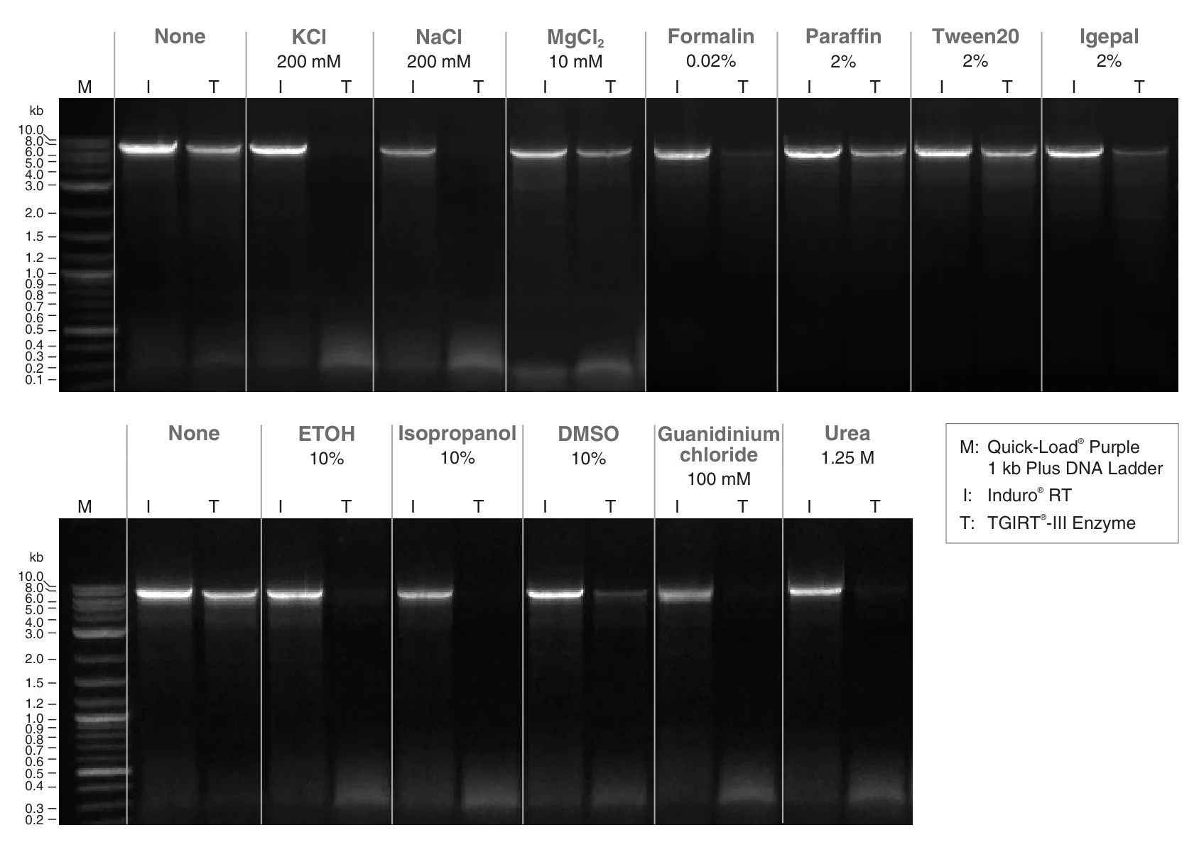 Gel showing Induro® Reverse Transcriptase being more inhibitor-resistant than TGIRT