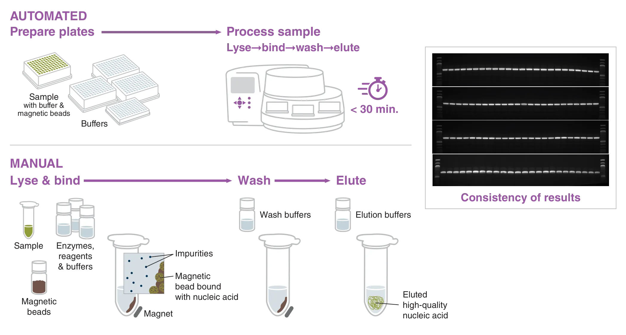 Workflow of magnetic bead-based nucleic acid purification