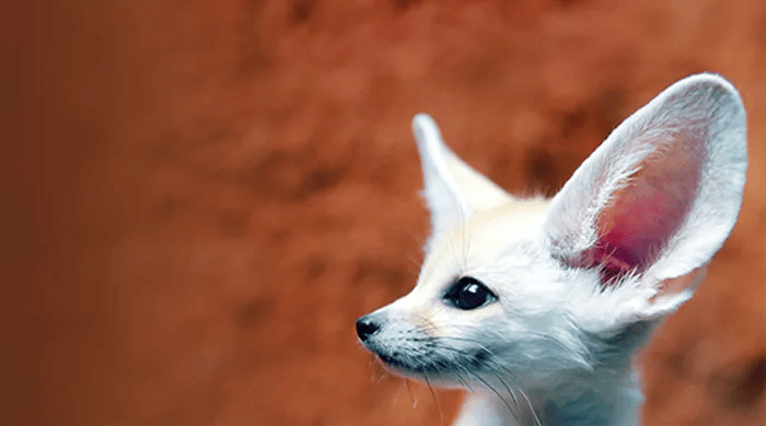 RNA Fennec fox on brown background looking to the left for neb.com homepage