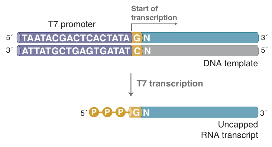 High Specific Activity Radiolabeled RNA Probe Synthesis (NEB