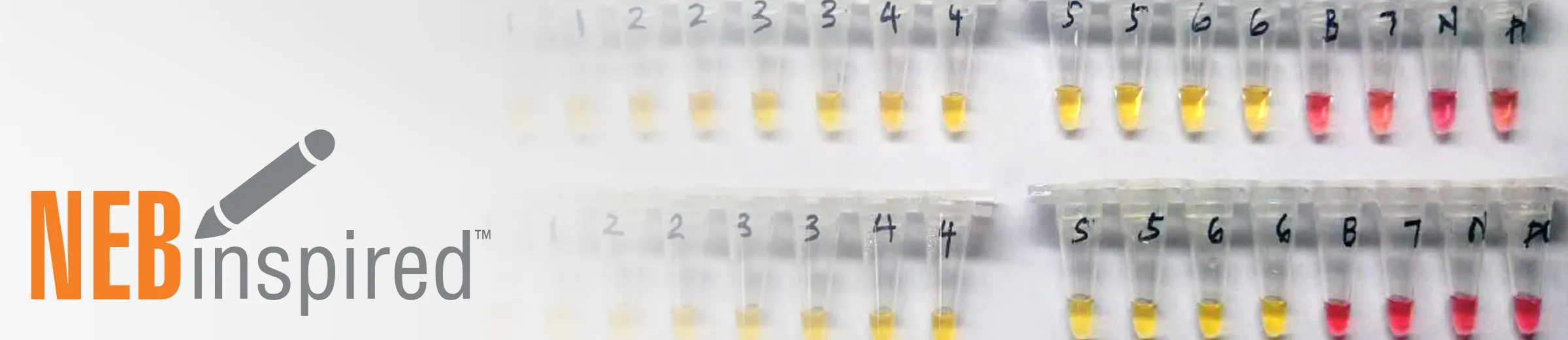 Tubes depicting SARS-CoV-2 detection using colorimetric LAMP, with NEBinspired logo