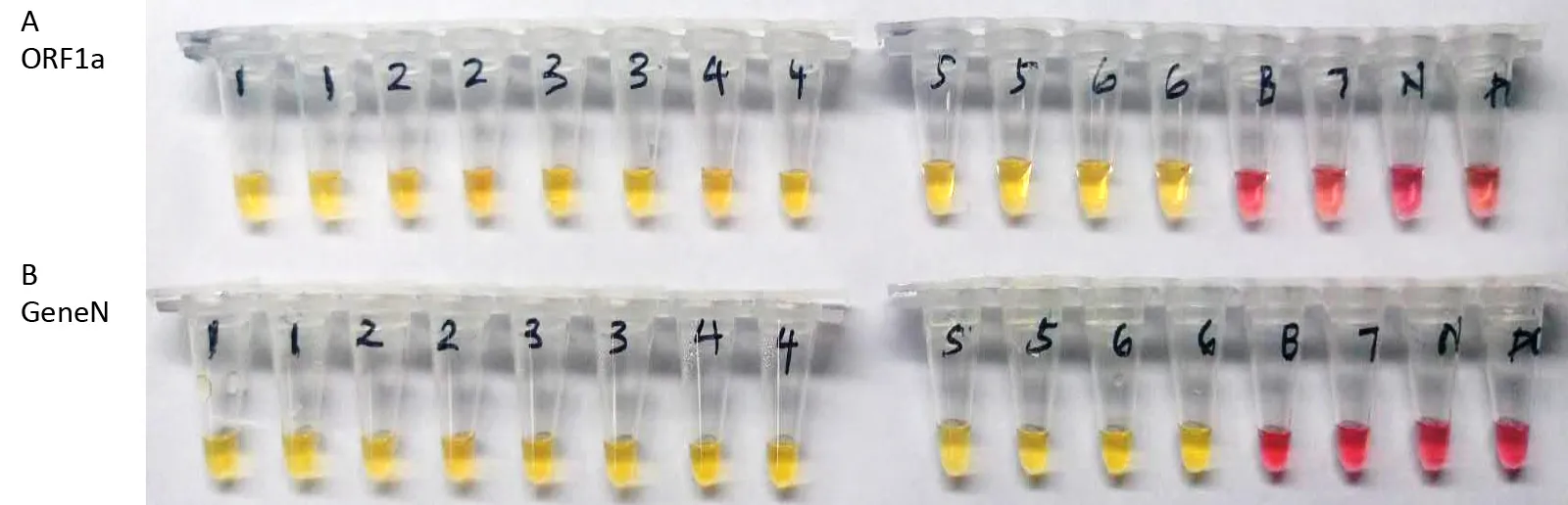 SARS-CoV-2 detection, ORF1a and GeneN