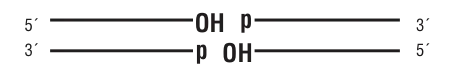 dsDNA substrate for ligase selection:5´ [ straight line ] OH   p [ straight line ] 3´3´ [ straight line ] p  OH [ straight line ]  5´